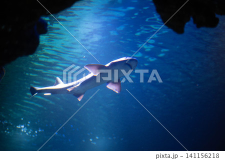 Threatening shark in the aquarium. Shark close-up.  141156218