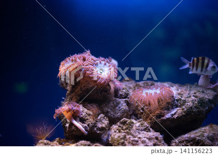Anemones, sea anemones, Actiniaria - a number of sea creatures of the intestinal type. Anemones, sea anemones, Actiniaria - a number of sea creatures of the intestinal type. 141156223