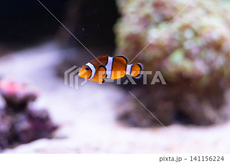 Clown fish in the deep sea. Exotic colorful fish in clear water. Blurred background. Clown fish in the deep sea. Exotic colorful fish in clear water. Blurred background. 141156224