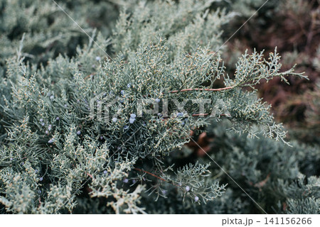Juniper is a genus of evergreen coniferous shrubs and trees in the Cypress family.  141156266