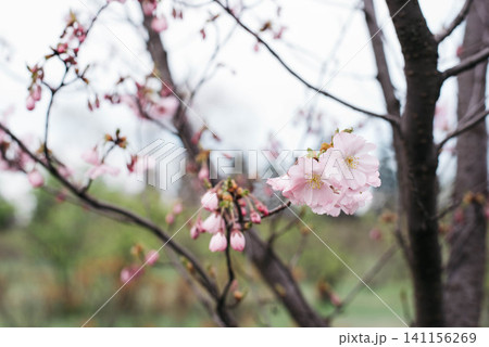Cherry blossoms in cloudy weather. Pink cherry blossoms. Close-up of a cherry blossom. Space for text. Cherry blossoms in cloudy weather. Pink cherry blossoms. Close-up of a cherry blossom. Space for text. 141156269