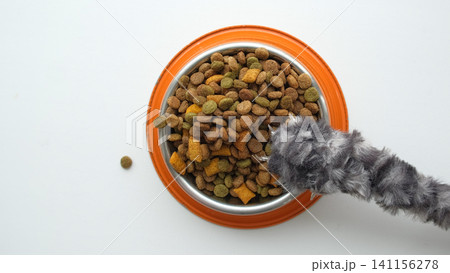 Cat's paw taking a bowl filled dry food on a white studio background. Humor, funny video. Playful Cat reaching for feed on table. Creative concept of a gourmet pet meal. Gray kitten plays with kibble. Cat's paw taking a bowl filled dry food on a white studio background. Humor, funny video. Playful Cat reaching for feed on table. Creative concept of a gourmet pet meal. Gray kitten plays with kibble. 141156278