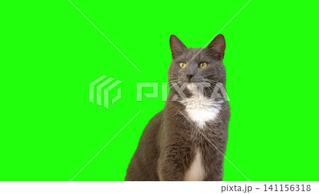 Cat on Green Background. Gray White Feline Against Green Screen Chromakey. Real Shot Cat Isolated is Sitting, Looking Up, Playing. Kitty Cat licks its muzzle. Kitten video. Keying. Goods for pets 4K Cat on Green Background. Gray White Feline Against Green Screen Chromakey. Real Shot Cat Isolated is Sitting, Looking Up, Playing. Kitty Cat licks its muzzle. Kitten video. Keying. Goods for pets 4K 141156318