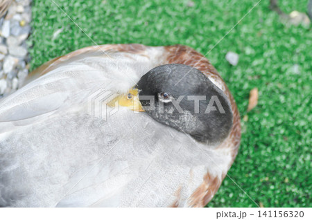 duck or Khaki Campbell duck duck or Khaki Campbell duck 141156320