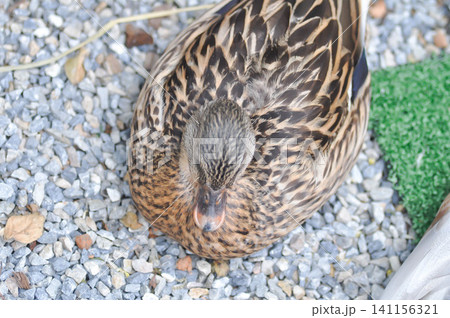 duck or mallard duck or Khaki Campbell duck duck or mallard duck or Khaki Campbell duck 141156321