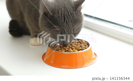 Cat Eating from Bowl. Young Cat Eats Food, Licking Tongue. Tabby Feline Feeding on a White Floor. Pet Banner. Domestic Animals Dry Food. Lot of Crunchy Grains Animal Feed Pile. Pet Shop. Healthy Treat Cat Eating from Bowl. Young Cat Eats Food, Licking Tongue. Tabby Feline Feeding on a White Floor. Pet Banner. Domestic Animals Dry Food. Lot of Crunchy Grains Animal Feed Pile. Pet Shop. Healthy Treat 141156344