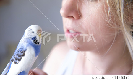 Budgerigar playing with woman. Budgie. Funny blue purple parakeet sitting on owner head. Cute violet tamed bird having fun with people. Friendship, relationship with Pets. Cute domestic animals Budgerigar playing with woman. Budgie. Funny blue purple parakeet sitting on owner head. Cute violet tamed bird having fun with people. Friendship, relationship with Pets. Cute domestic animals 141156350