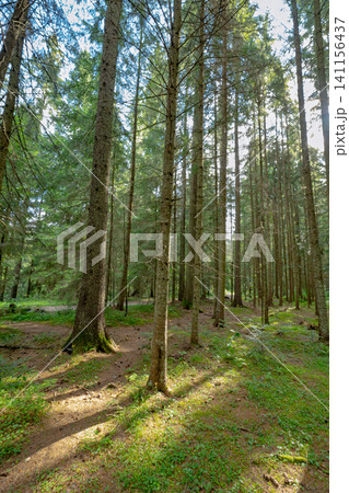 summer landscape in forest background panorama nature summer season 141156437