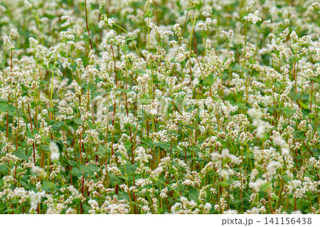 beautiful landscape with buckwheat field, close-up of white buckwheat flowers 141156438