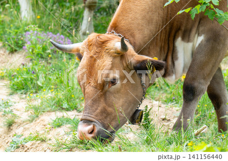 Cow in the meadow 141156440