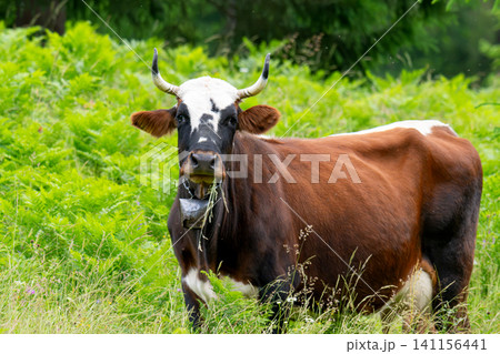 Cow in the meadow Cow in the meadow 141156441