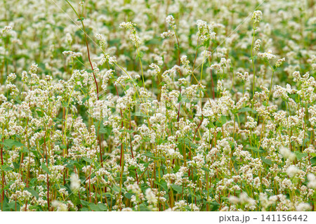beautiful landscape with buckwheat field, close-up of white buckwheat flowers beautiful landscape with buckwheat field, close-up of white buckwheat flowers 141156442