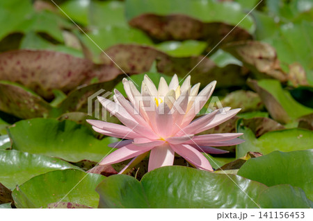 Nymphaea also known as the European water lily, water rose or nenuphar. Nymphaea also known as the European water lily, water rose or nenuphar. 141156453