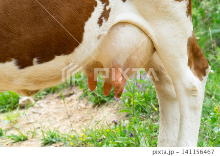 cow's tits ready for milking inside dairy farm cow's tits ready for milking inside dairy farm 141156467