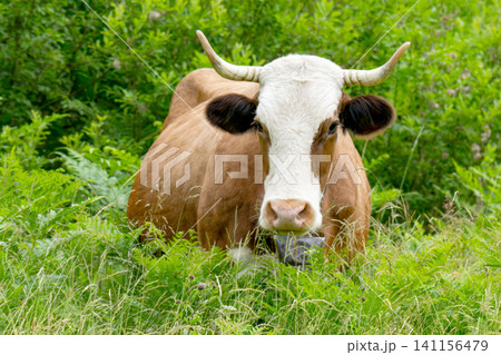 Cow in the meadow 141156479