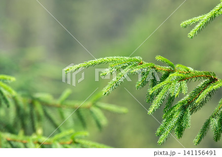 CLose up of the bright green young spruce branches on a green blurred background CLose up of the bright green young spruce branches on a green blurred background 141156491