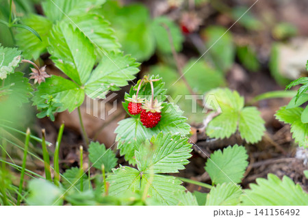 wild strawberry in summer wild strawberry in summer 141156492