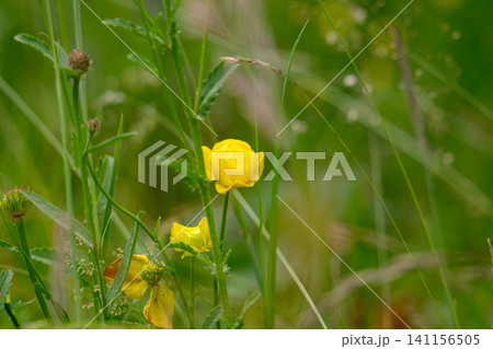 meadow with yellow buttercups 141156505