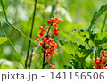 Redcurrant branch with  red berries. 141156506