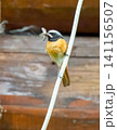 a redstart bird 141156507