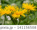 Elecampane flowers blooming, (Inula helenium), 141156508