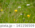 meadow with yellow buttercups 141156509