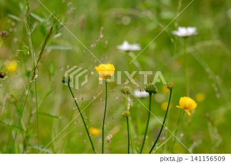 meadow with yellow buttercups meadow with yellow buttercups 141156509