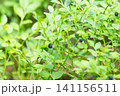 Blueberry on branch in forest. 141156511