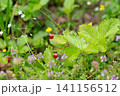 wild strawberry in summer 141156512