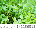 Blueberry on branch in forest. 141156513