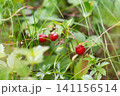 wild strawberry in summer 141156514