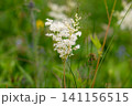 meadowsweet growing in a meadow 141156515