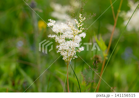 meadowsweet growing in a meadow meadowsweet growing in a meadow 141156515