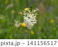 meadowsweet growing in a meadow 141156517