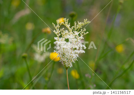 meadowsweet growing in a meadow meadowsweet growing in a meadow 141156517