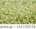beautiful landscape with buckwheat field, close-up of white buckwheat flowers 141156518