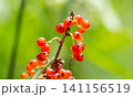 Redcurrant branch with  red berries. 141156519