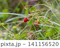 wild strawberry in summer 141156520