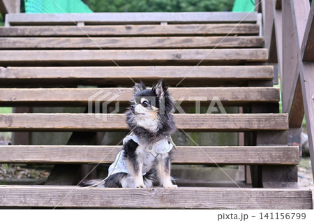 犬服を着た高齢犬 チワワ 犬服を着た高齢犬 チワワ 141156799