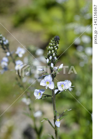 Gentian Speedwell Flowers in a Sunny Garden Gentian Speedwell Flowers in a Sunny Garden 141156867