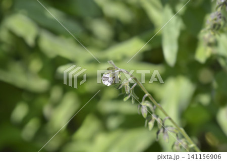Cretan Blue hounds tongue Cretan Blue hounds tongue 141156906