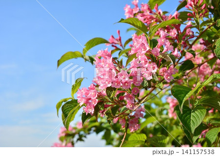 初夏の青空に映えるタニウツギの花 初夏の青空に映えるタニウツギの花 141157538