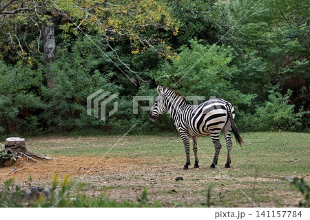 新緑の木々を背景に佇むシマウマの全身 新緑の木々を背景に佇むシマウマの全身 141157784