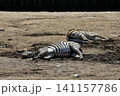 地面に横たわりお腹を見せる二匹のシマウマ 地面に横たわりお腹を見せる二匹のシマウマ 141157786
