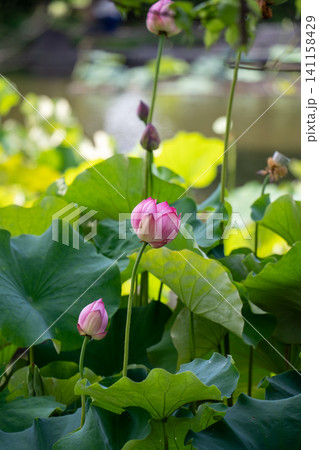 池に咲く2つの蓮の花のつぼみ 池に咲く2つの蓮の花のつぼみ 141158429