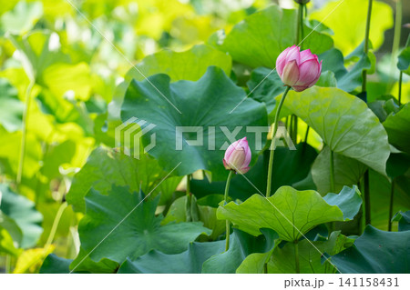 蓮の花のある風景 蓮の花のある風景 141158431