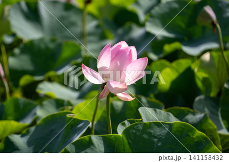 晴れた日の蓮の花 晴れた日の蓮の花 141158432