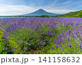 河口湖 ラベンダーと富士山 大石公園 日本 夏 河口湖 ラベンダーと富士山 大石公園 日本 夏 141158632