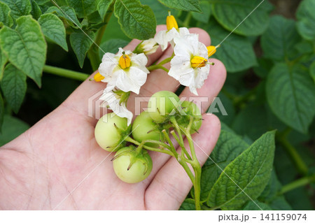 摘み取ったジャガイモの花と実03 摘み取ったジャガイモの花と実03 141159074