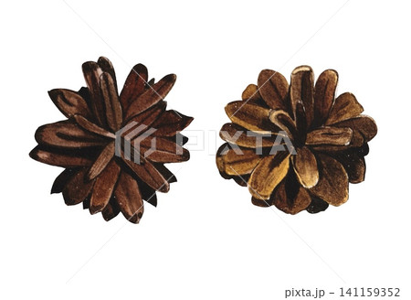 Hand drawn pine cones. Watercolor illustration. Hand drawn pine cones. Watercolor illustration. 141159352